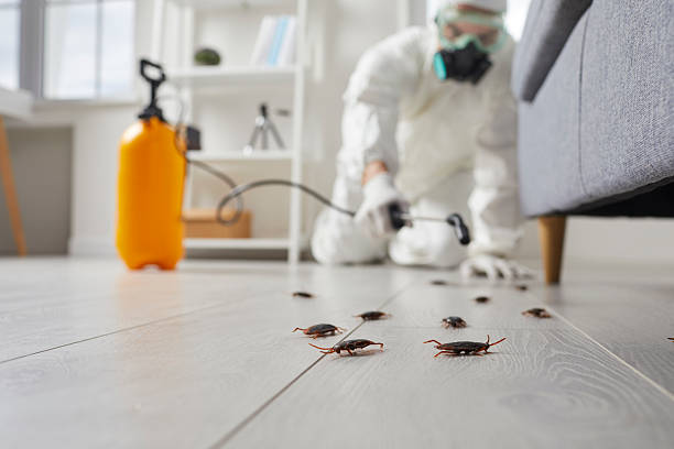Commercial Kitchen Cockroach Control in Arcadia